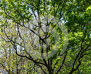 Tree, trunks and leaves