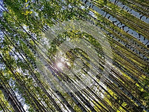 Tree trunks looking up. Spring forest scene