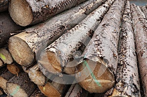Tree trunks at Lumber yardÃ¯Â»Â¿ photo