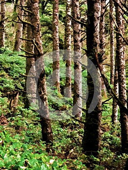 Tree trunks in lush forest hillside