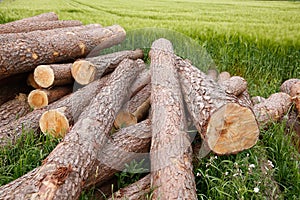 Un albero connessioni sdraiarsi verde attesa 