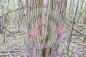 Tree trunks marked with pink paint, wild vegetation in blurred background