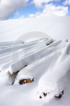 Tree trunks and meadow covered by white snow during hard winter