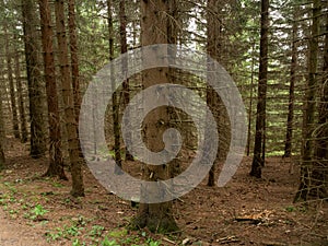 Tree trunks in the mountain forest of Karkonosze National Park.