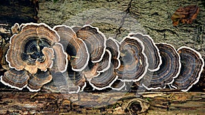 Tree Trunks with Tree Mushrooms photo