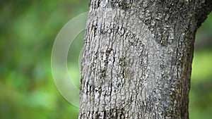 Tree trunks in nature blurred background. HD.