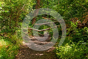 Tree trunks obstructing a pedestrian dirt road in the middle of the forest surrounded by trees