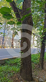 Tree trunks overgrown with vines photo