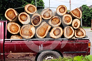 Tree trunks overlap in old red pickup truck