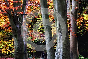 Tree trunks showing branches of colourful autumn leaves