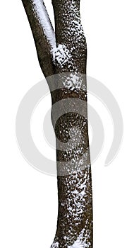 tree trunks with snow isolated on white background