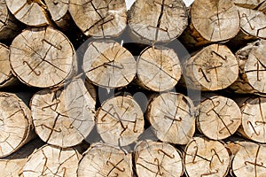 Tree trunks stacked