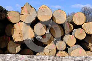 Tree trunks stacked for transport after logging.