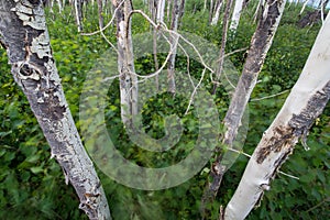 Tree trunks stand still as wind plays with the forest undergrowth.