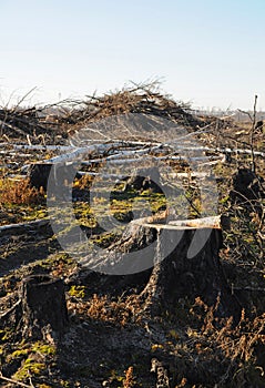Tree trunks, stumps, felled branches