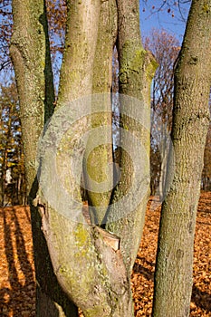 Tree trunks, tangled maples in park by `Winiary` lake, Gniezno, Poland.