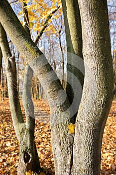 Tree trunks, tangled maples in park by `Winiary` lake, Gniezno, Poland.