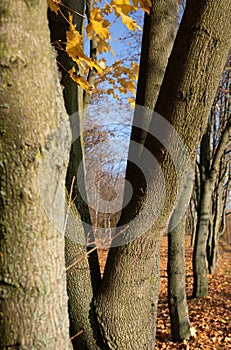 Tree trunks, tangled maples in park by `Winiary` lake, Gniezno, Poland.