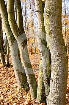 Tree trunks, tangled maples in park by `Winiary` lake, Gniezno, Poland.