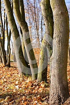 Tree trunks, tangled maples in park by `Winiary` lake, Gniezno, Poland.