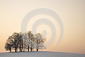 Tree trunks at the top of a hill at sunset photo