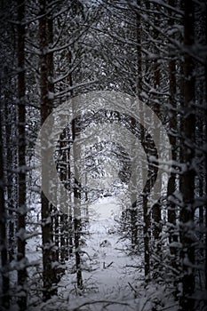 Tree trunks in vinter