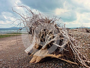 Tree trunks washed ashore