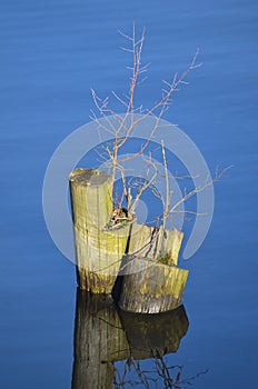 Tree trunks in water