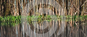 Tree trunks in the wetland are reflected in the water