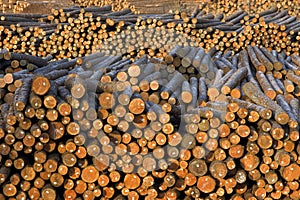 Tree Trunks Wood Logs Piled Outside Paper MIll