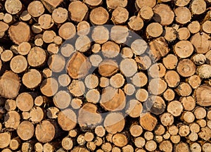 Tree trunks wood template industry
