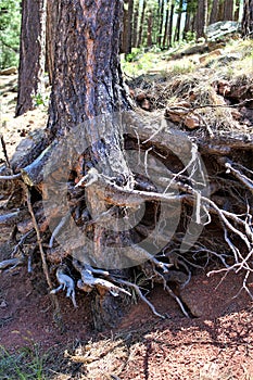 Tree Trunks at Woods Canyon Lake, Coconino County, Arizona, United States