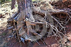 Tree Trunks at Woods Canyon Lake, Coconino County, Arizona, United States