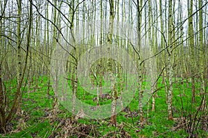 Tree trunks in a young forest