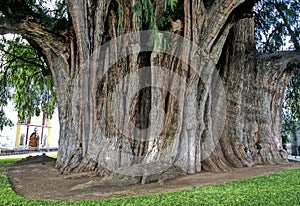 Tree of Tule