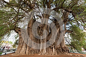 Tree of Tule in Mexico