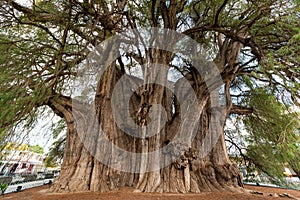 Tree of Tule in Mexico photo