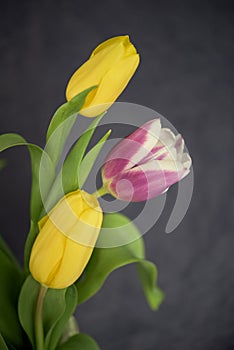 Tree tulips on dark viole background photo