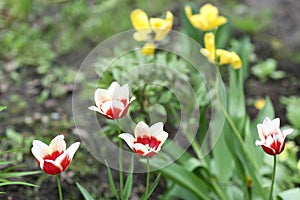 Tree tulips flower red and white close up photo on summer