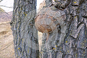 tree tumour