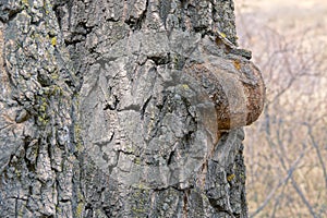 tree tumour