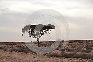 Tree in the Tunisia desert photo