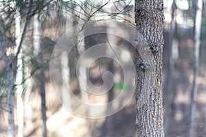 Tree tunk in a pine forest