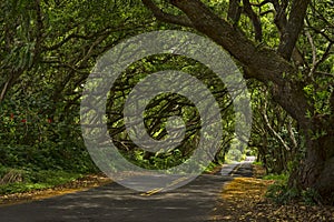 Tree tunnel