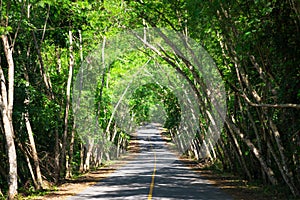 Tree tunnel at Ban Krang,Kaeng Krachan National Park,Phetchaburi,Thailand