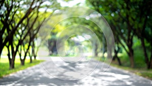 Tree tunnel. Blur background of roads and trees for retouch