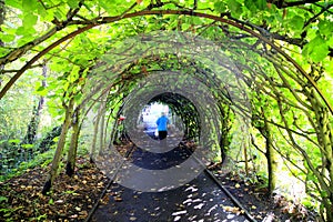 Tree Tunnel, Christchurch, Dorset.