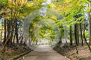 Tree tunnel consisting of maple trees along a path in a autumn forest. Kyoto, Japan