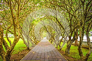 Tree tunnel, frangipani tree, .tree-filled pathway photo