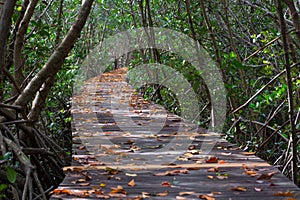 Tree tunnel in Mang at Laem Phak Bia Petrove forest nature trail